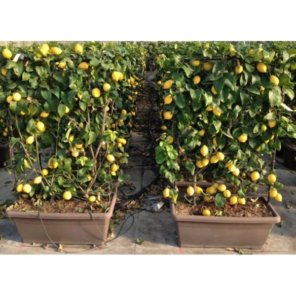 Albero di limone in vaso: Albero rigoglioso con limoni gialli maturi. Ideale come albero da frutto decorativo.