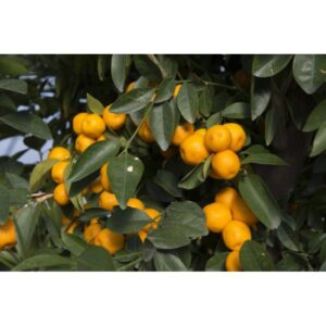 Primo piano di un albero da frutto t.b.t. con frutti maturi arancioni e foglie verdi.