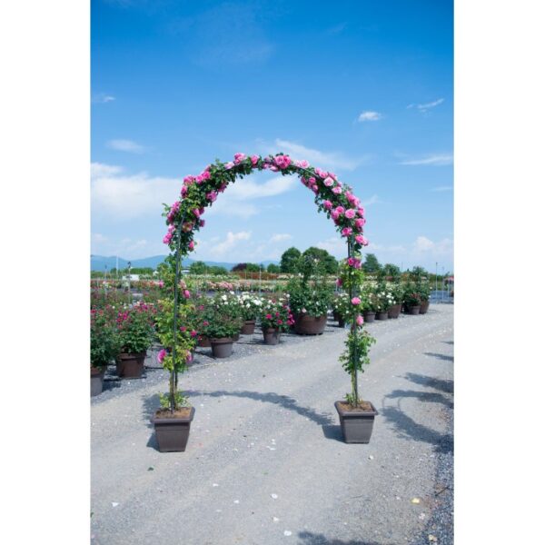 Arco di rose con rose rosa, ideale per il giardino. Rosa rampicante.